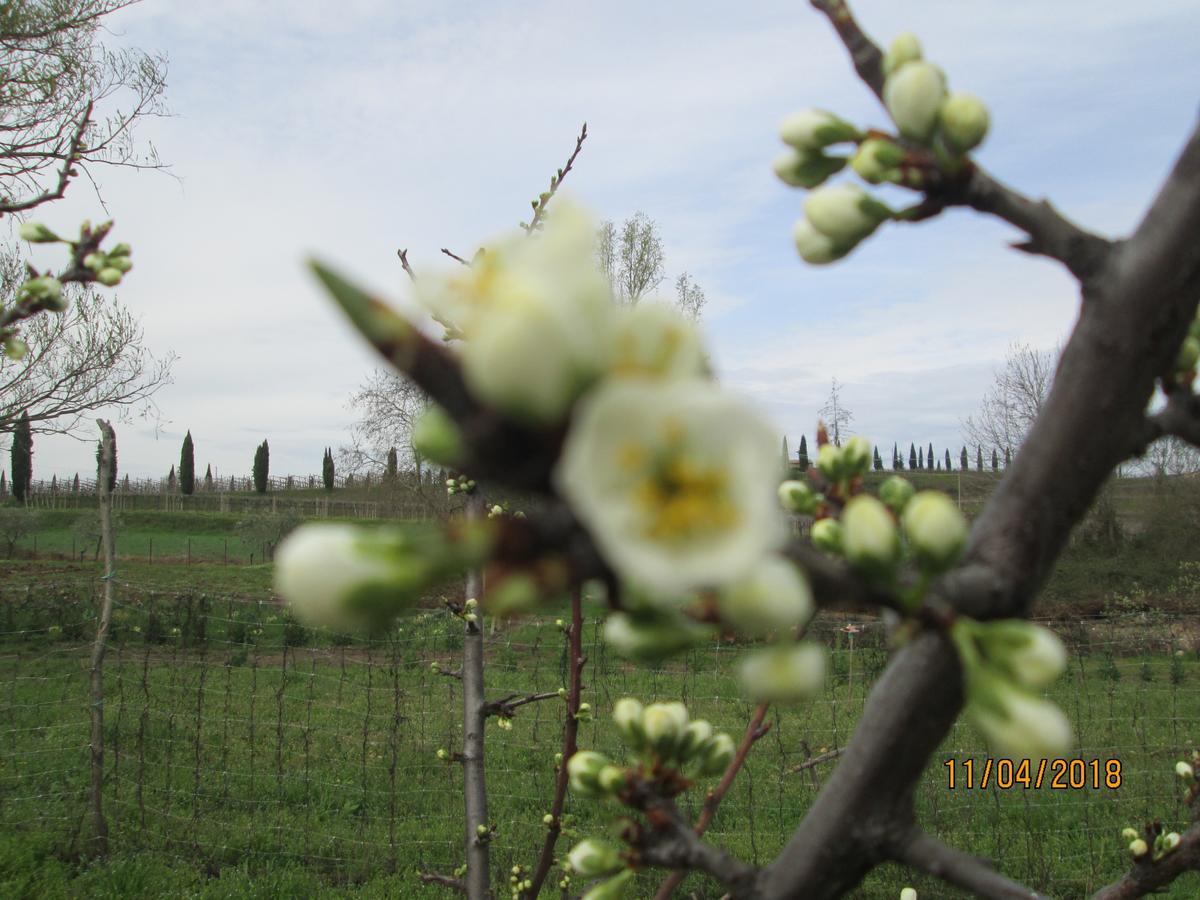 Agriturismo Ca' Castellani Bardolino Luaran gambar